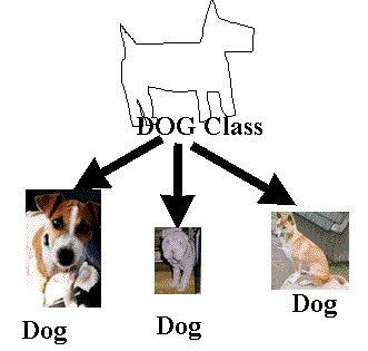 Dog Class and Instances