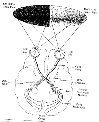 Brain and Eyes relationship...connectivity