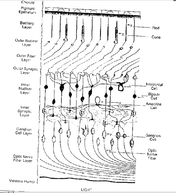 retina layers