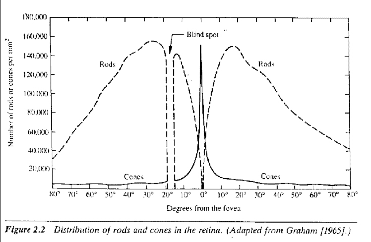 distribution of rods and cone in eye as position from center of eye varries